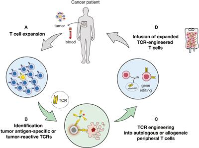 The Promise of Personalized TCR-Based Cellular Immunotherapy for Cancer Patients